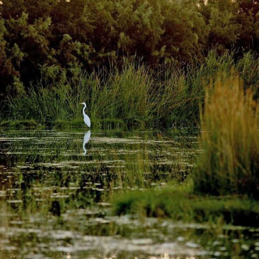 Eastern Desert Castles, Shaumari Reserve and Azraq Wetlands