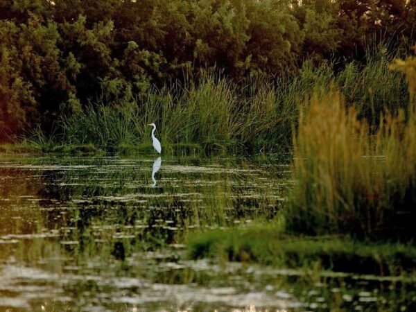 Eastern Desert Castles, Shaumari Reserve and Azraq Wetlands