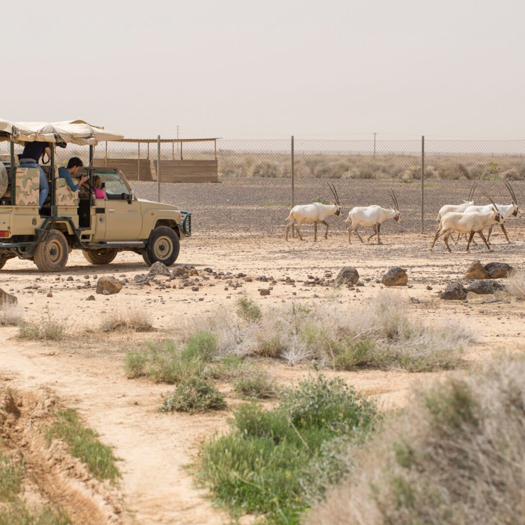 Eastern Desert Castles, Shaumari Reserve and Azraq Wetlands