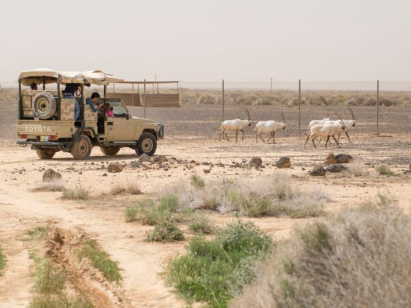 Eastern Desert Castles, Shaumari Reserve and Azraq Wetlands