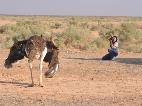 Eastern Desert Castles, Shaumari Reserve and Azraq Wetlands