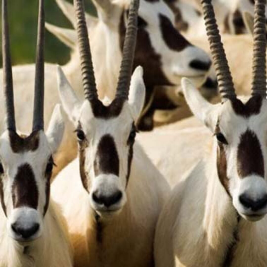 Eastern Desert Castles, Shaumari Reserve and Azraq Wetlands