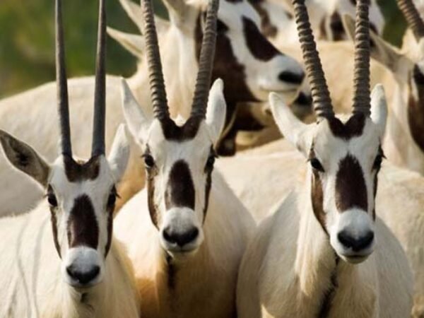 Eastern Desert Castles, Shaumari Reserve and Azraq Wetlands