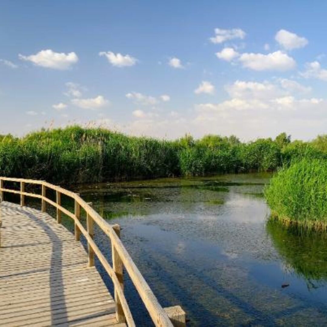 Eastern Desert Castles, Shaumari Reserve and Azraq Wetlands