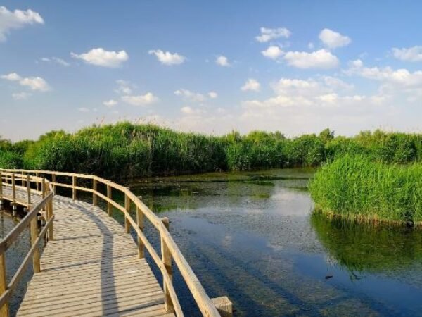 Eastern Desert Castles, Shaumari Reserve and Azraq Wetlands