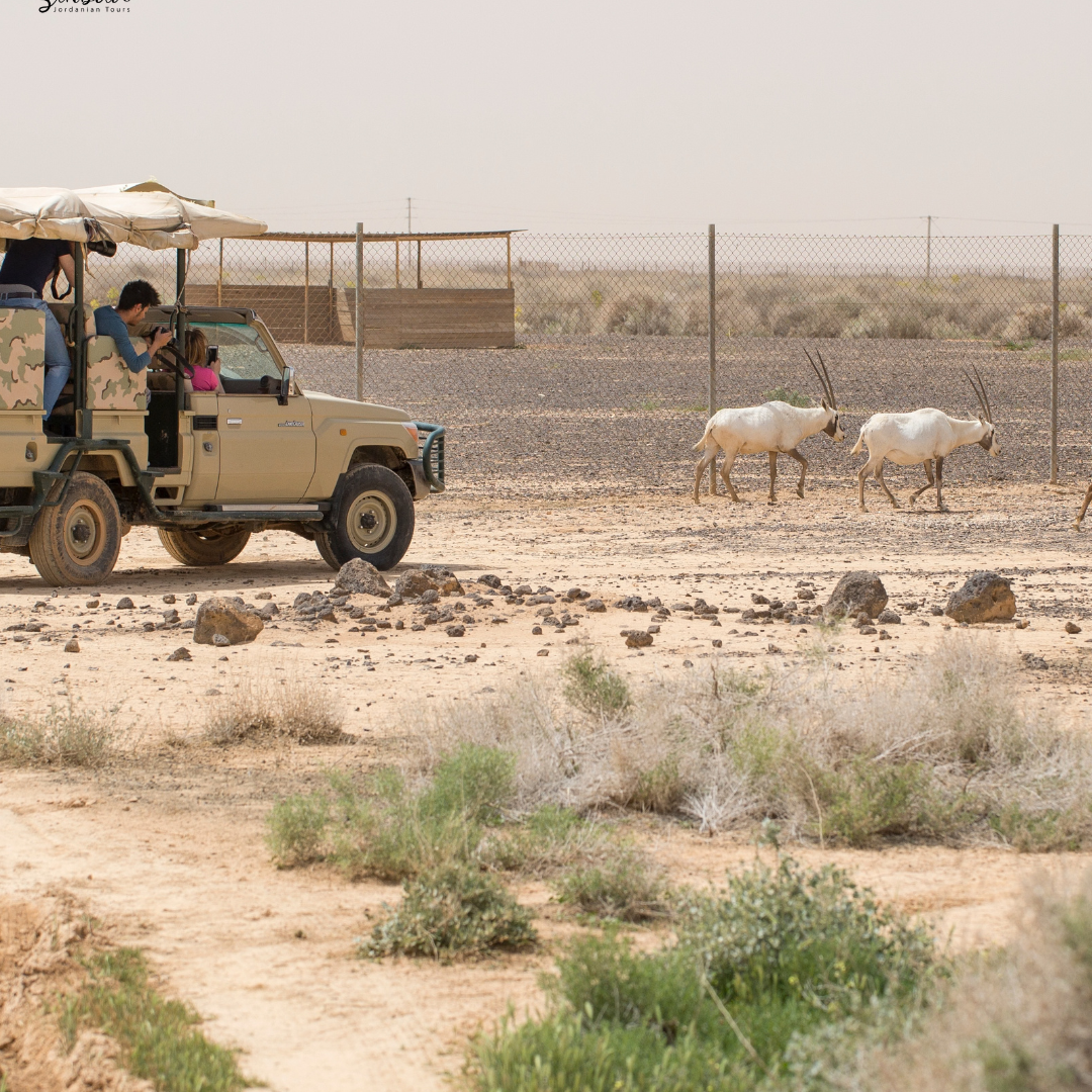 Eastern Desert Castles, Shaumari Reserve and Azraq Wetlands