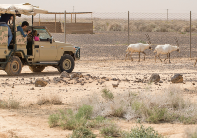 Eastern Desert Castles, Shaumari Reserve and Azraq Wetlands