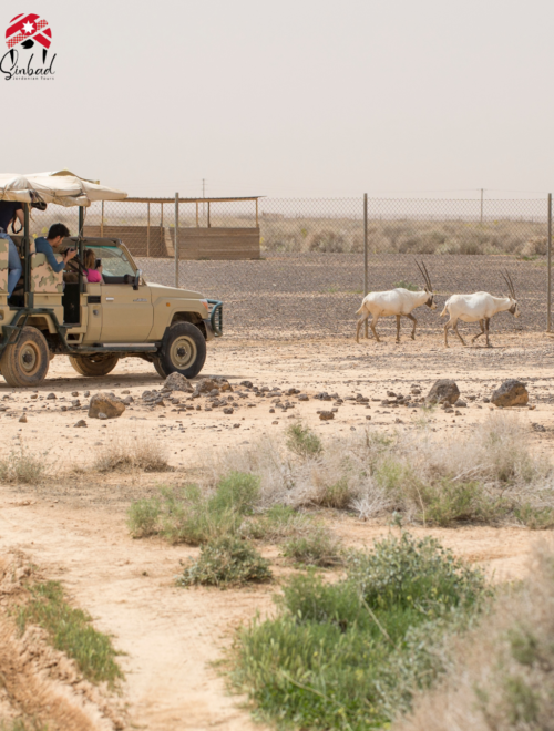 Eastern Desert Castles, Shaumari Reserve and Azraq Wetlands