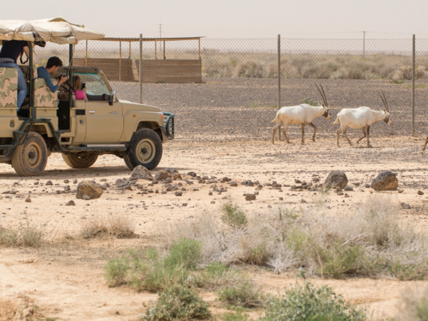 Eastern Desert Castles, Shaumari Reserve and Azraq Wetlands